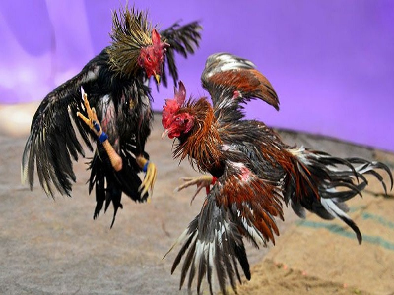 đá gà trực tiếp Thomo hôm nay