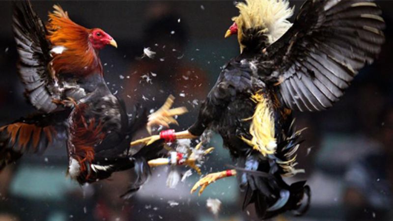 đá gà trực tiếp Thomo hôm nay