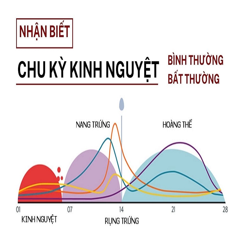 chu kỳ kinh nguyệt