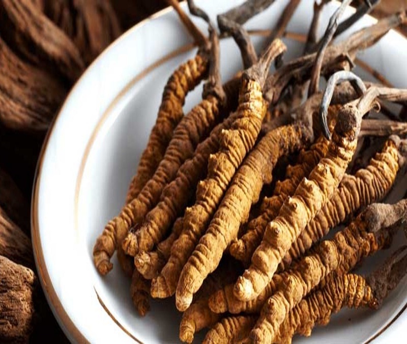 đông trùng hạ thảo là gì