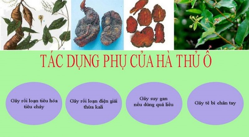 Hà thủ ô