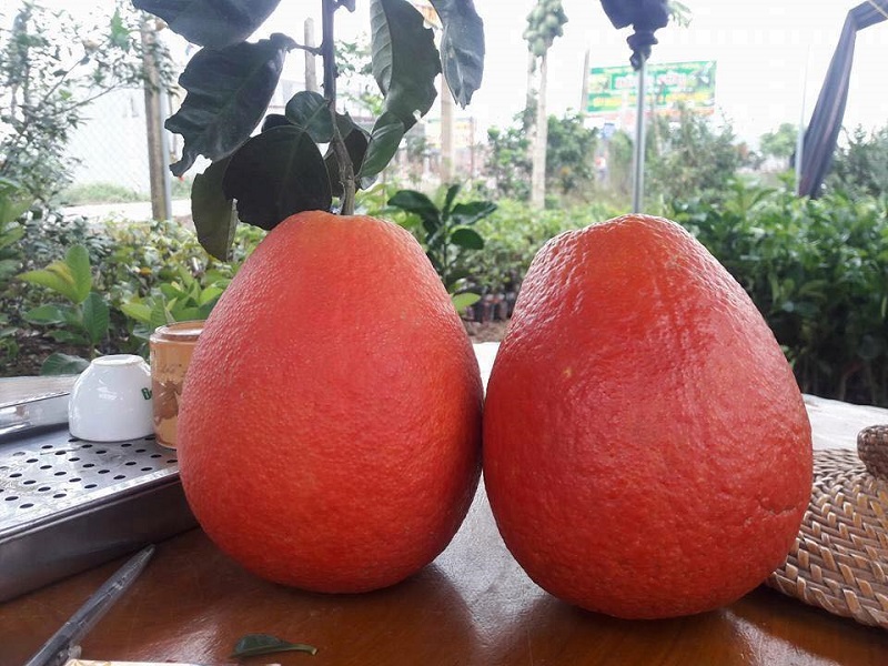 Bưởi da đỏ rất tốt cho sức khoẻ vì chứa dưỡng nhiều chất có lợi