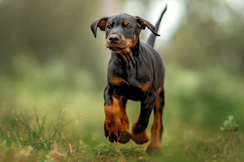 Doberman