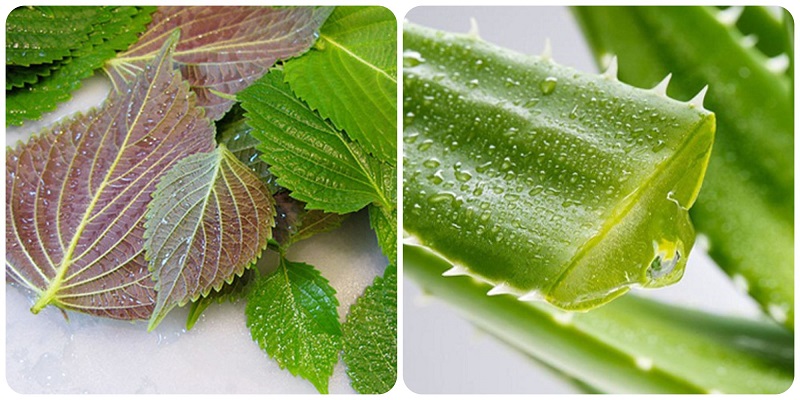 Tía tô và nha đam giúp loại bỏ mụn cóc hiệu quả