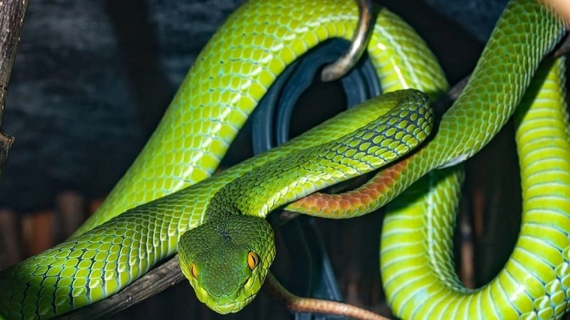 Sơ cứu kịp thời sẽ tránh được những tác hại nguy hiểm