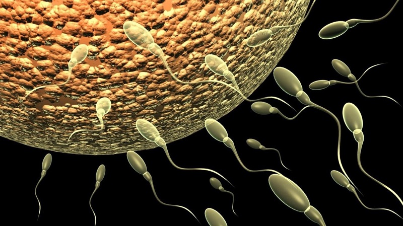 Môi trường trong cơ thể phụ nữ rất tốt cho sự tồn tại của tinh trùng