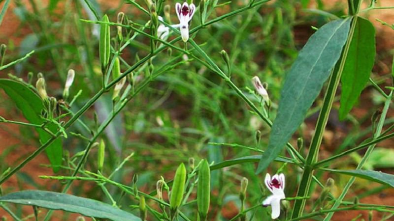 Xuyên tâm liên thường dùng trong điều trị cảm cúm lo