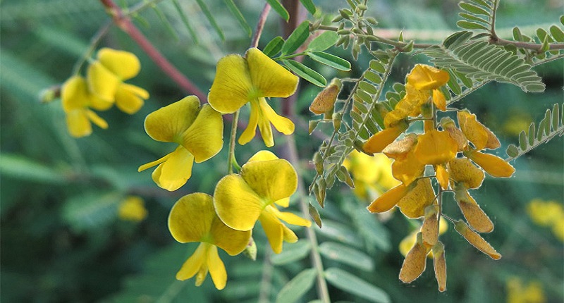 Bông điên điển