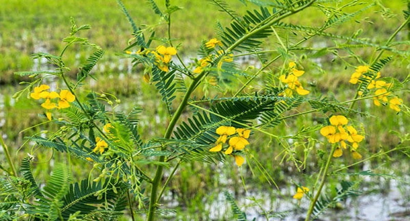 Bông điên điển