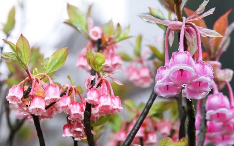 Đào chuông Yên Tử