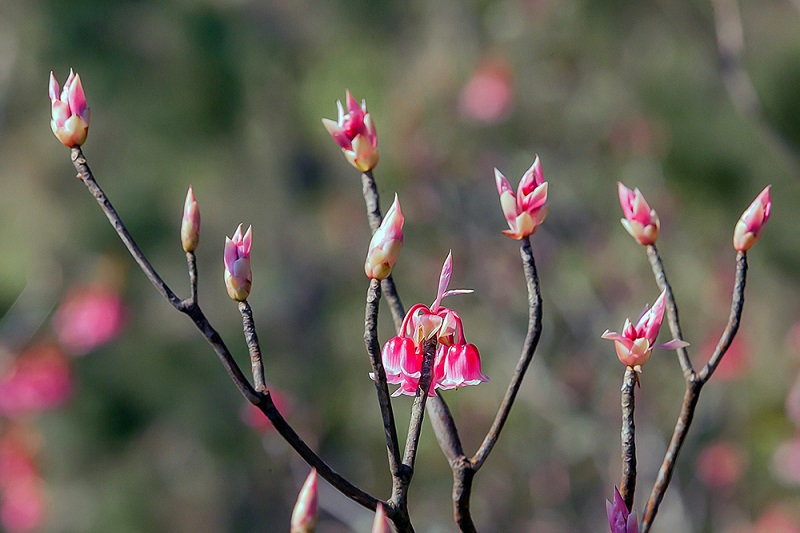Đào chuông Yên Tử