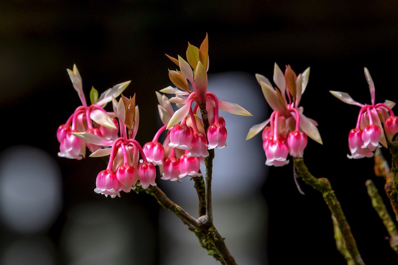 Đào chuông Yên Tử