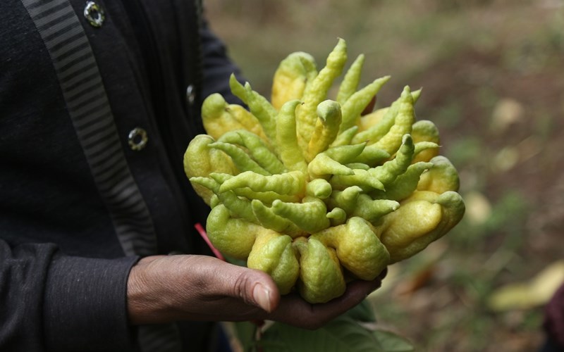 Quả phật thủ có ăn được không