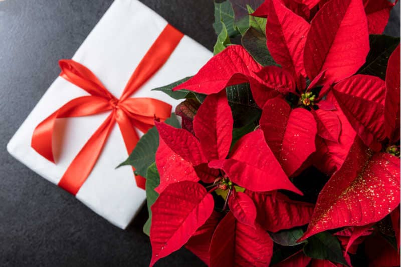 cây trạng nguyên