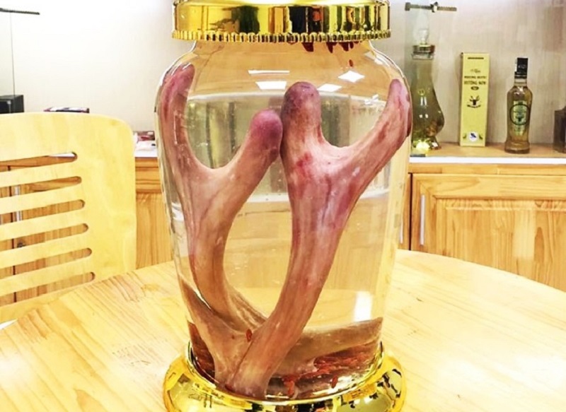 Nhung hươu ngâm rượu