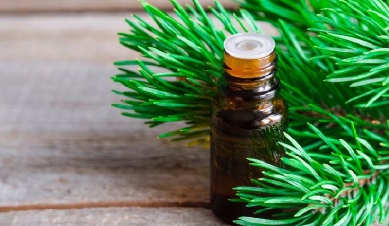 Tinh dầu thông đỏ