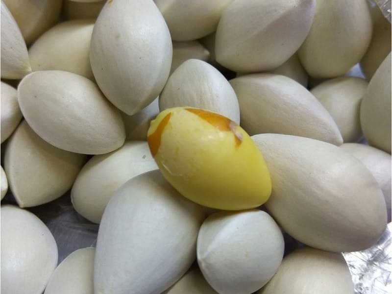 Bạch quả là dược liệu rất tốt cho sức khỏe