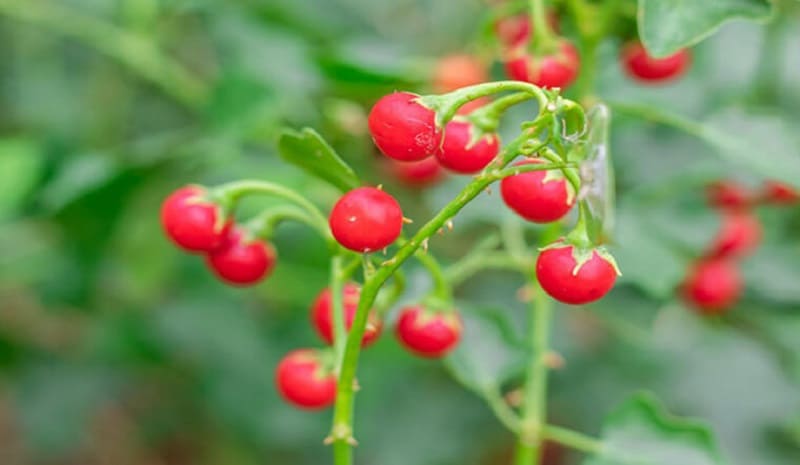 Cây cà gai leo có hình dạng rất đặc biệt 