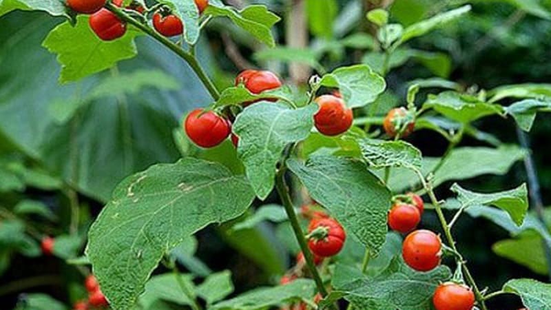 Đẩy lùi quá trình oxy hoá cực tốt từ thảo dược cây cà gai leo