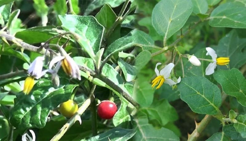 Sử dụng cà gai leo bạn cần lưu ý những gì