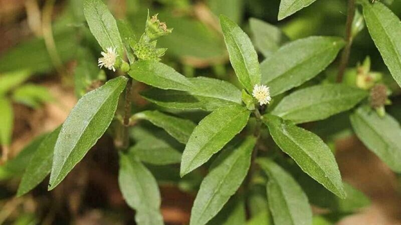 Cỏ mực có khả năng cầm máu nhanh chóng ở những vết thương nhẹ