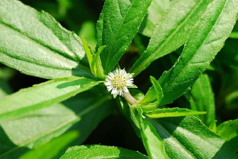 Bạn đã bao giờ thử chăm sóc tóc từ cây cỏ mực chưa