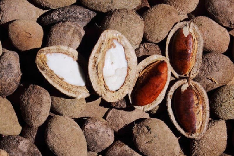 Hạt konia chứa nhiều dưỡng chất cho cơ thể