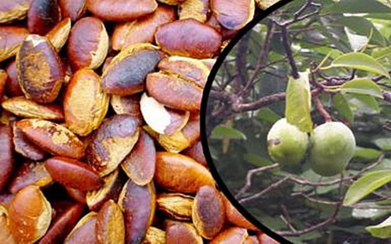 Ăn hạt konia vừa phải để đảm bảo mang đến hiệu quả  cao cho sức khỏe
