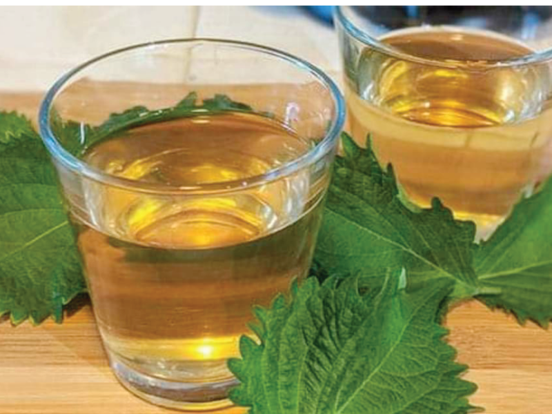 Sử dụng tía tô rất tốt cho sức khỏe